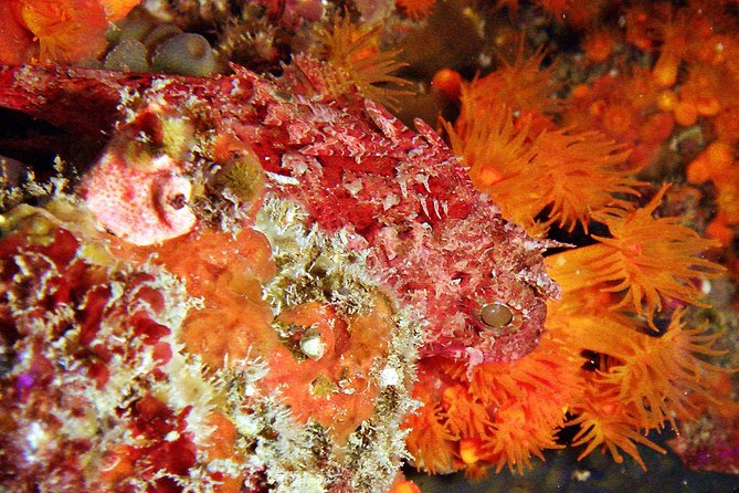 Baptism of diving in the Natural Park of the Strait - The underwater tour: spotting marine life in the Strait