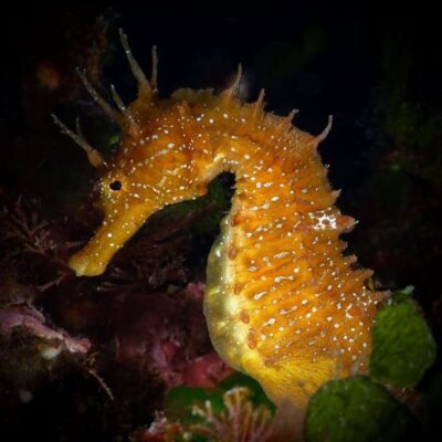 Barcelona: PADI Discover Scuba Diving - The 2-Hour Flow: From Gear Basics to Your First Underwater Moments