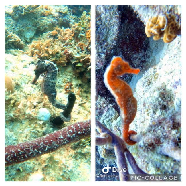 Bayahibe: Scuba Diving Initiation by Go Dive Bayahibe - Why This Bayahibe Scuba Initiation Feels Different