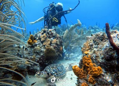 Bayahibe: Scuba Diving Initiation by Go Dive Bayahibe - The 4-Hour Flow: From Paperwork to Coral Reef Sightings