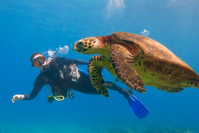 Beginner Scuba Dive in Lahaina: Swimming Required - Key highlights you’ll actually care about