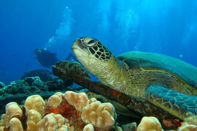 Beginner Scuba Dive in Lahaina: Swimming Required - Shore-Start Scuba in Maui: Why This Feels More Personal