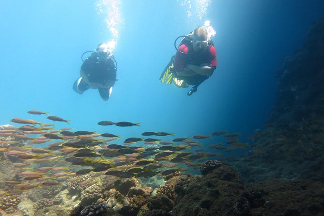 Beginner Scuba Dive in Lahaina: Swimming Required - The 2-Hour Flow and Where the Action Happens