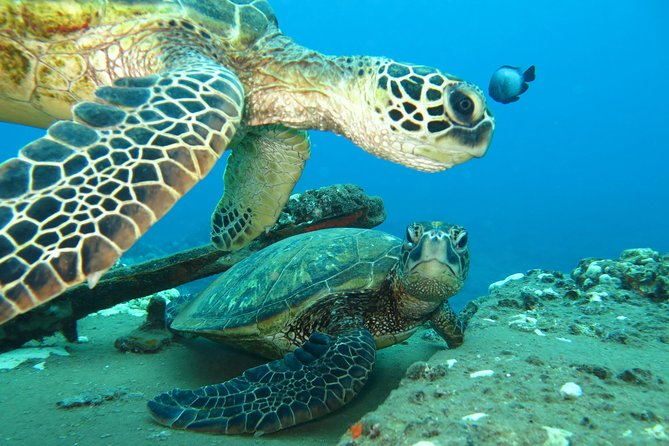 Beginner Scuba Dive in Lahaina: Swimming Required - Private Upgrade: What It Can Solve for Less-Confident Swimmers