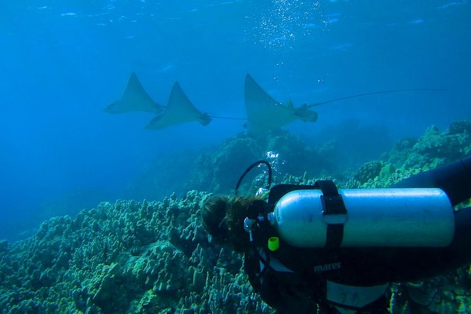 Beginner Scuba Dive in Lahaina: Swimming Required - Price Value: Why $229 Can Be a Good Deal Here
