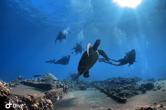 Beginner Scuba Dive in Lahaina: Swimming Required - Getting Suited Up: Gear, Prep, and Shallow-Water Skills