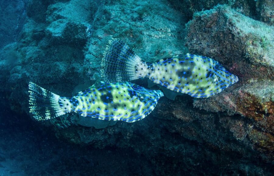 Beginner Scuba Dive with Scubapoint Tenerife in Turtle Area - $88 Value: What You’re Getting for the Money