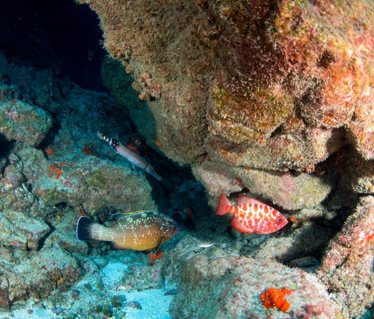 Beginner Scuba Dive with Scubapoint Tenerife in Turtle Area - What to Bring, Wear, and Do Before You Arrive