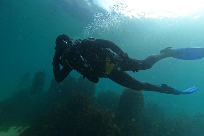 Beginner Scuba Diving Experience in Simonstown. - Meeting at Jubilee Square & Jetty (and Getting Oriented Fast)