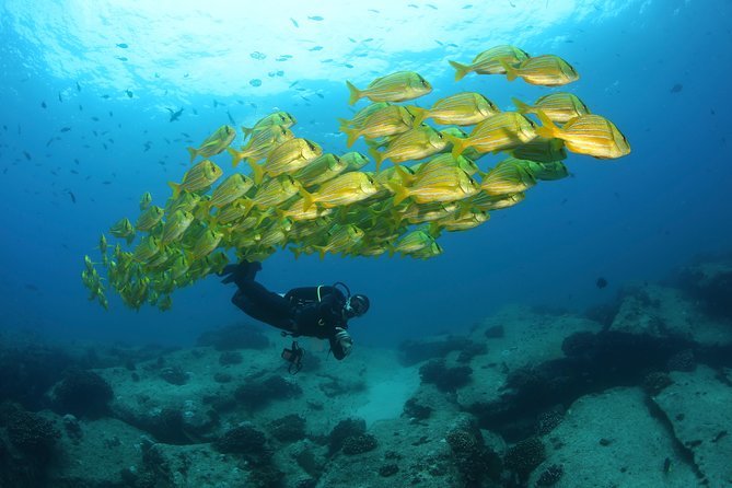 Beginner Scuba Diving in Cabo San Lucas - Price and Value: What $142 Covers (and What Costs Extra)