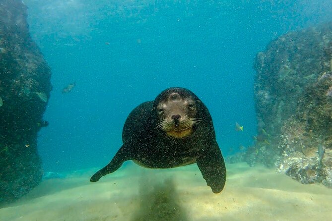 Beginner Scuba Diving in Cabo San Lucas - What You Might See Underwater (Without Counting on One Exact Animal)