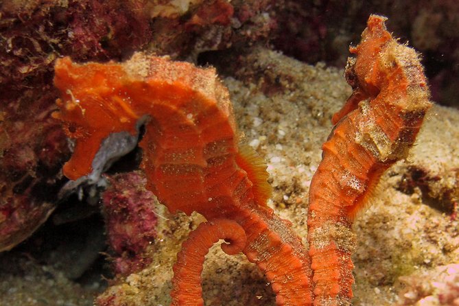 Beginner Scuba Diving in Cabo San Lucas - Ear Pressure, Panic, and Why Safety Rules Feel Strict
