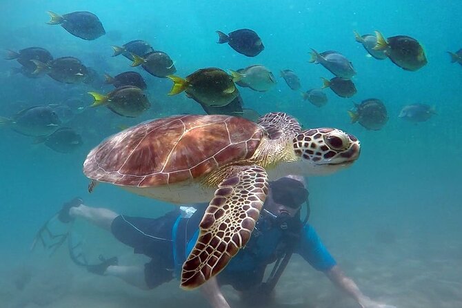 Beginner Scuba Diving with Turtles and Videos, San Juan - Key highlights worth knowing before you go