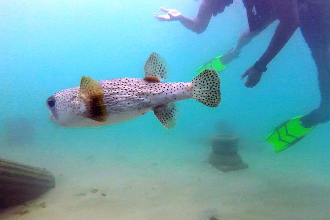 Beginner Scuba Diving with Turtles and Videos, San Juan - Escambrón Beach: why San Juan works so well for first-timers