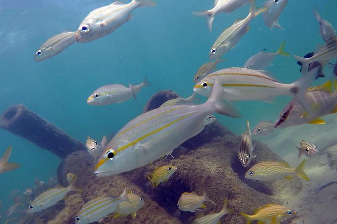 Beginner Scuba Diving with Turtles and Videos, San Juan - Price and value: what $109 buys you in San Juan