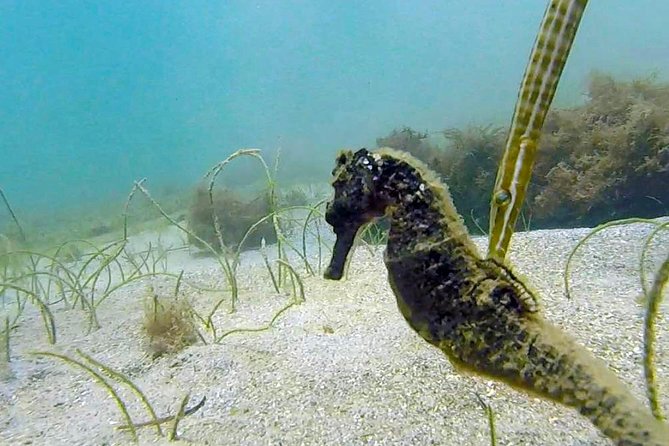 Beginner Scuba Diving with Turtles and Videos, San Juan - Should you book beginner scuba with turtles and videos in San Juan?