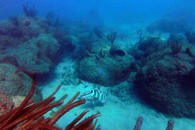 Beginner Scuba Diving with Turtles and Videos, San Juan - The underwater experience: turtles, fish, and an underwater park area