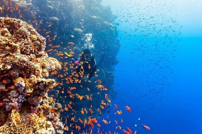 Beginners Scuba Diving, 2 Stops, Full Day Trip & Lunch - Hurghada - Lunch and Breaks: Fuel for a Long Boat Day