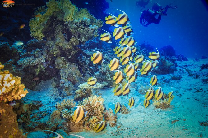 Beginners Scuba Diving Boat Trip With Equipment & lunch -Hurghada - Underwater Stop #1: Your First Real Look at Red Sea Life