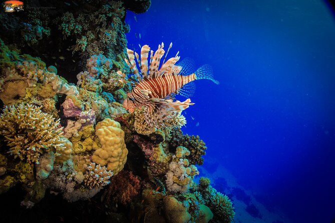 Beginners Scuba Diving Boat Trip With Equipment & lunch -Hurghada - Underwater Stop #2 and Snorkeling: Two Water Chances