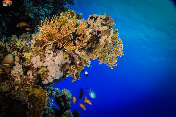 Beginners Scuba Diving Boat Trip With Equipment & lunch -Hurghada - Lunch Aboard: A Real Break (Not Just a Sandwich Moment)