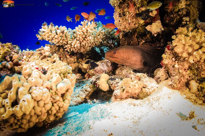 Beginners Scuba Diving Boat Trip With Equipment & lunch -Hurghada - Price: How a $5 Listing Can Still Be Worth It