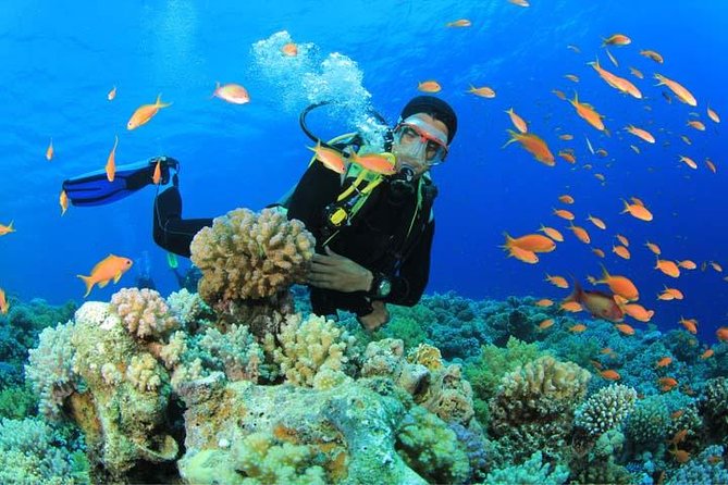 Beginners Scuba Diving Experience in Gran Canaria - Key points to know before you go