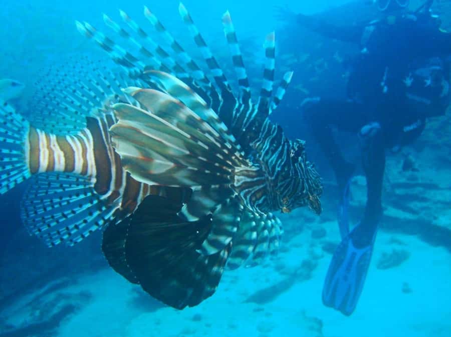 Blue Bay: LEARN TO DIVE TODAY with CORAL DIVING Team - Where you meet at Le Peninsula Bay Beach Resort in Blue Bay