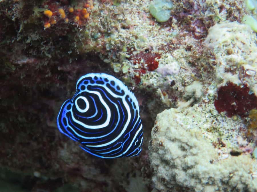 Blue Bay: LEARN TO DIVE TODAY with CORAL DIVING Team - Safety and supervision: what the program is really promising