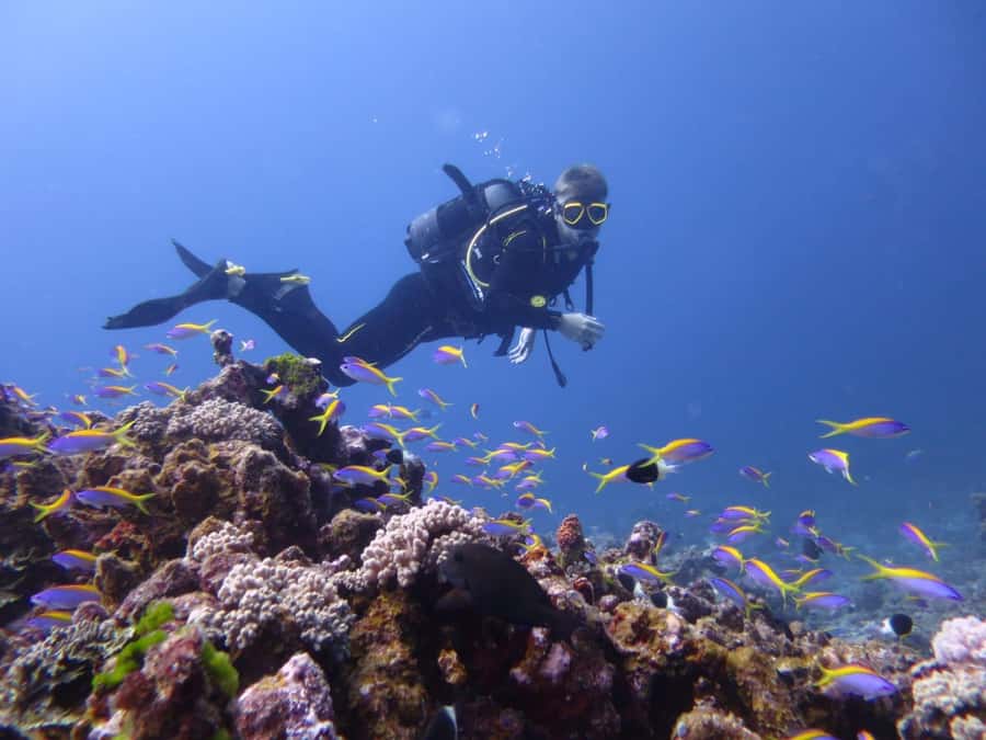 Blue Bay: LEARN TO DIVE TODAY with CORAL DIVING Team - Snorkeling and dolphin watching: how it fits with the scuba intro