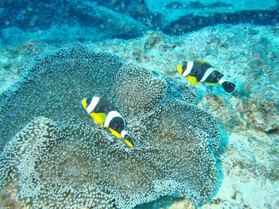 Blue Bay: LEARN TO DIVE TODAY with CORAL DIVING Team - Should you book Blue Bay’s Discover Scuba intro?