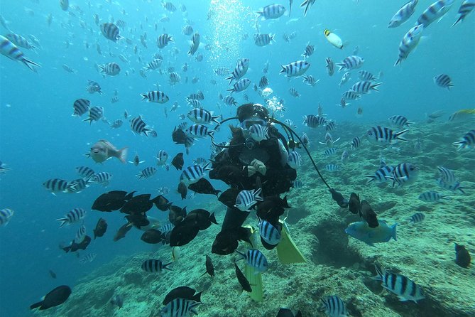 Blue Cave Area Experience Diving!Free feeding & photo images Chinese guide available!1 group with a dedicated instructor - Training First: Gear Setup, Breathing Practice, and Shallow-Water Confidence