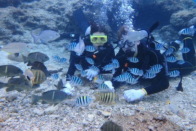 Blue Cave Area Experience Diving!Free feeding & photo images Chinese guide available!1 group with a dedicated instructor - Fish Feeding and Photo Moments: What You’ll Get On Site vs Later