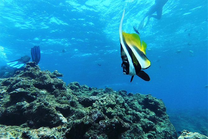 Blue Cave Area Experience Diving!Free feeding & photo images Chinese guide available!1 group with a dedicated instructor - Guides, Languages, and What “Private” Really Means Here