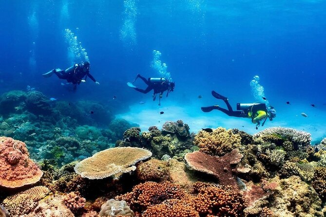 Blue Dive Private Guided Scuba Dive Cairns - Key highlights for your reef day