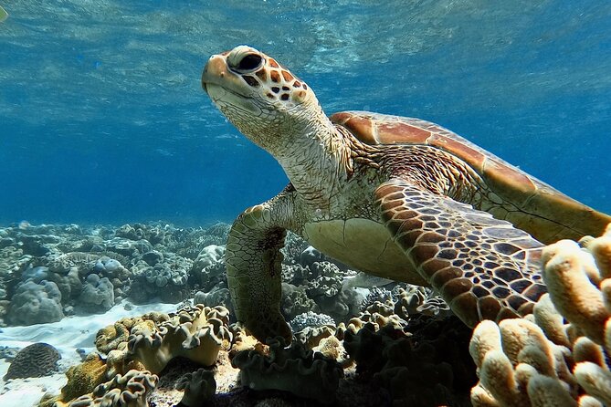 Blue Dive Private Guided Scuba Dive Cairns - Lunch, snacks, and the onboard marine talk