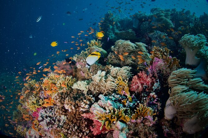 Blue Dive Private Guided Scuba Dive Cairns - Price and value: is $606.82 worth it?