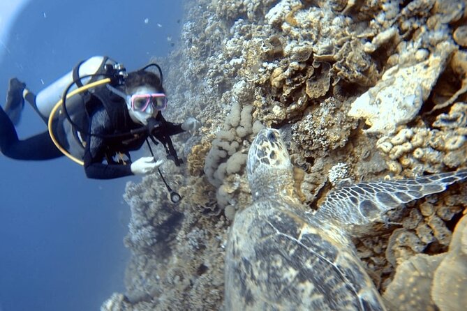 Boat Dive 2 Guided Dives with Lunch Included wreck dive&reef dive - Underwater camera time: how to get better memories without stress