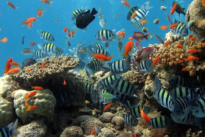 Boat Dive and Snorkeling Experience in Aqaba - Lunch Aboard: Open Buffet Grilled Food Plus Drinks On Tap