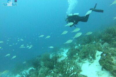 Boat Dive Shipwreck/ Airplanes/ Reef /2 tanks - Where You Meet in Savaneta and How Pickup Works