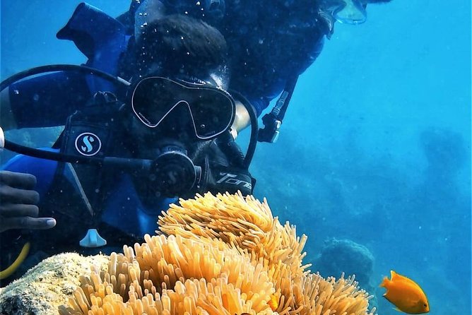Boat Scuba Diving at Neil Island - Key Highlights You’ll Care About