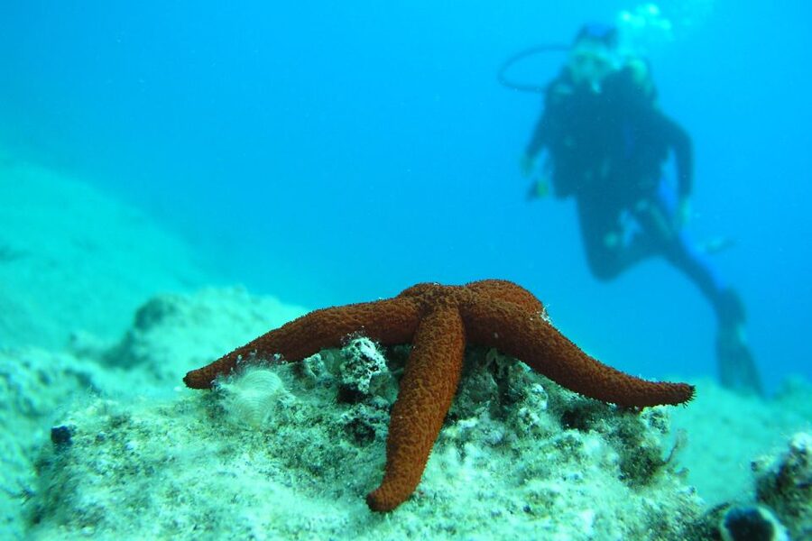 Bodrum: Full-Day Scuba Diving Tour - The underwater plan: one site, carefully matched to your comfort