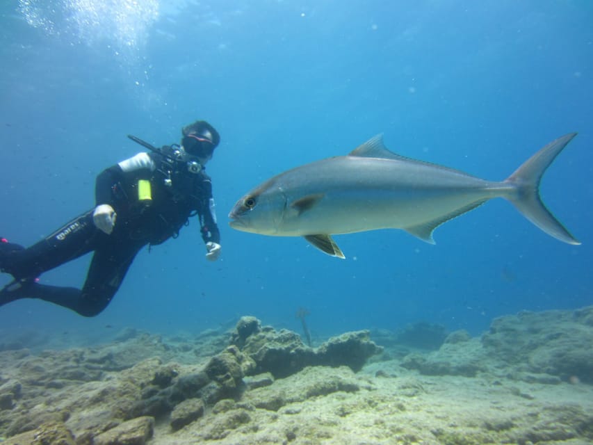 Bodrum: Scuba Diving Trip with Lunch - Boat ride + pre-session instruction: the part that sets you up