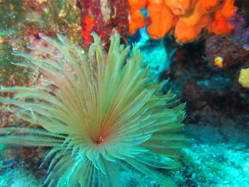Bodrum: Scuba Diving Trip with Lunch - Lunch on board after your session: included, but not gourmet