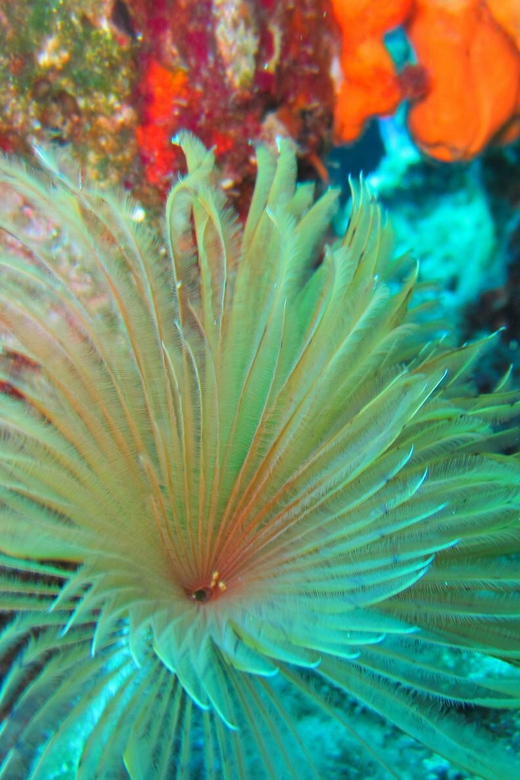 Bodrum: Scuba Diving Trip with Lunch - Timing: why the trip can feel shorter than planned