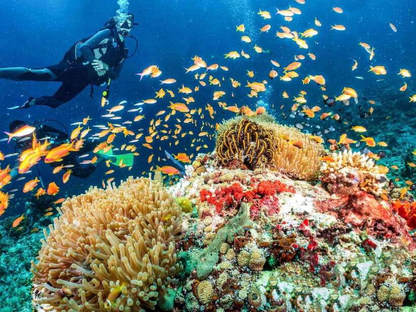 Bohol: Discover Scuba Diving - No Experience Needed - Shallow-Water Skills Practice: Where Confidence Gets Built