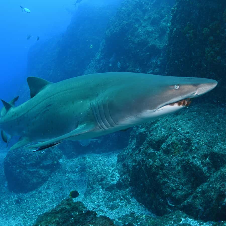 Bondi: Shark Dive at Bushrangers Bay for Certified Divers - Key Details You Should Know Before Booking
