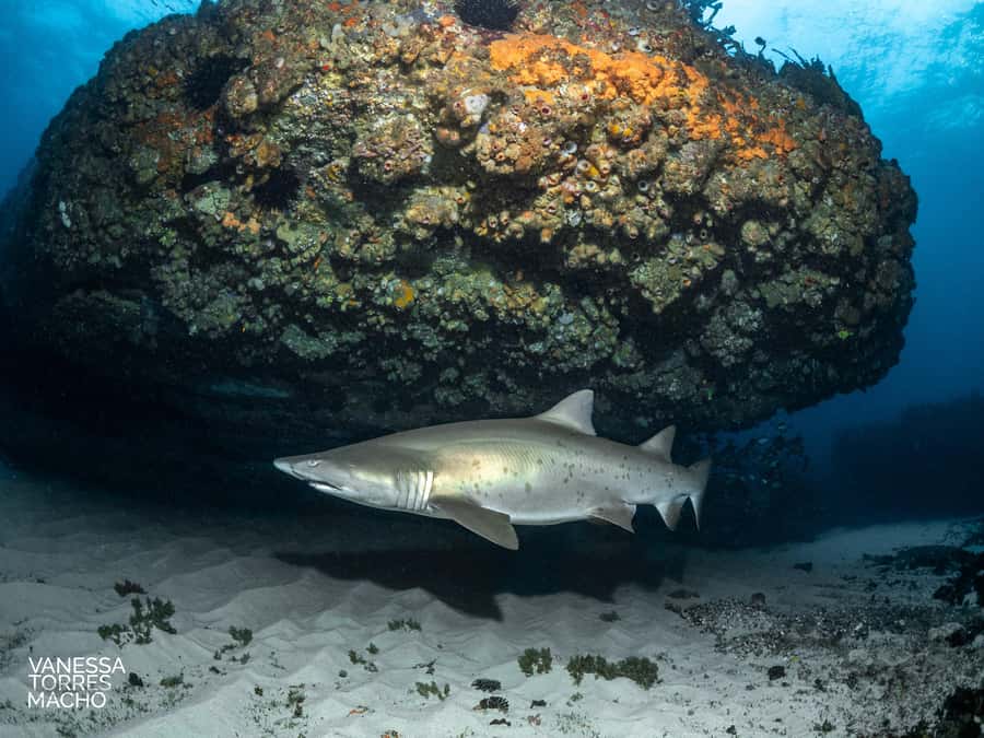 Bondi: Shark Dive at Bushrangers Bay for Certified Divers - Grey Nurse Sharks at Bushrangers Bay: Why This Site Works