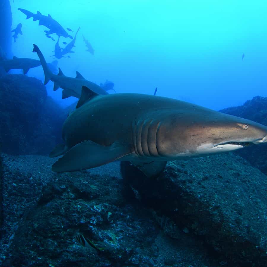 Bondi: Shark Dive at Bushrangers Bay for Certified Divers - The 2-Hour Drive to Shellharbour: Comfort, Time, and Reality Checks