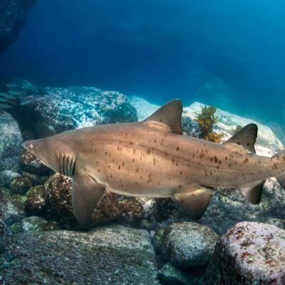 Bondi: Shark Dive at Bushrangers Bay for Certified Divers - Your Bondi Morning: Meeting, Gear Up, and Setting the Day’s Pace